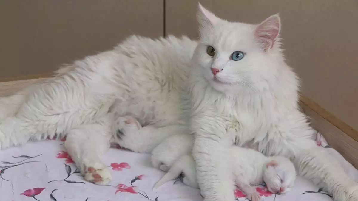 Van kedileri 2021'in ilk yavrularını doğurdu