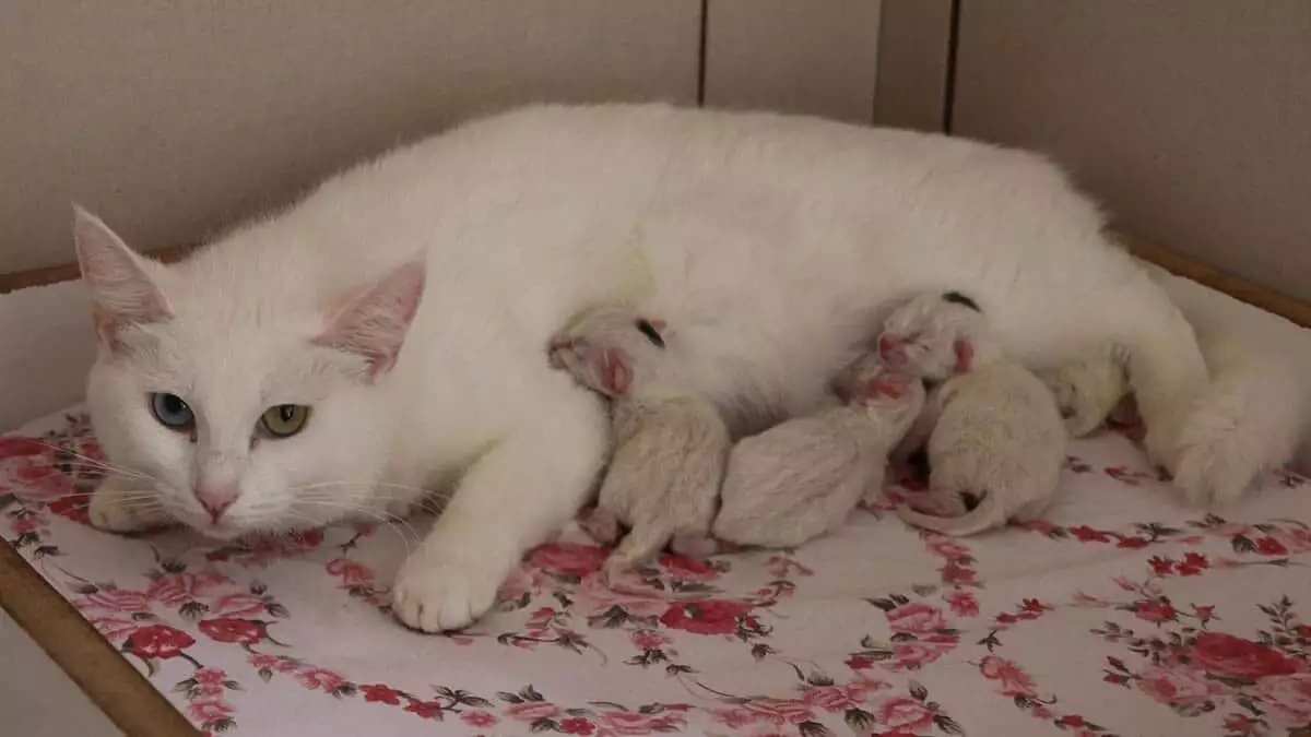 Van kedileri 2021'in ilk yavrularını doğurdu