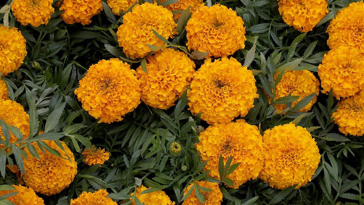 Çankaya'ya bahar geldi