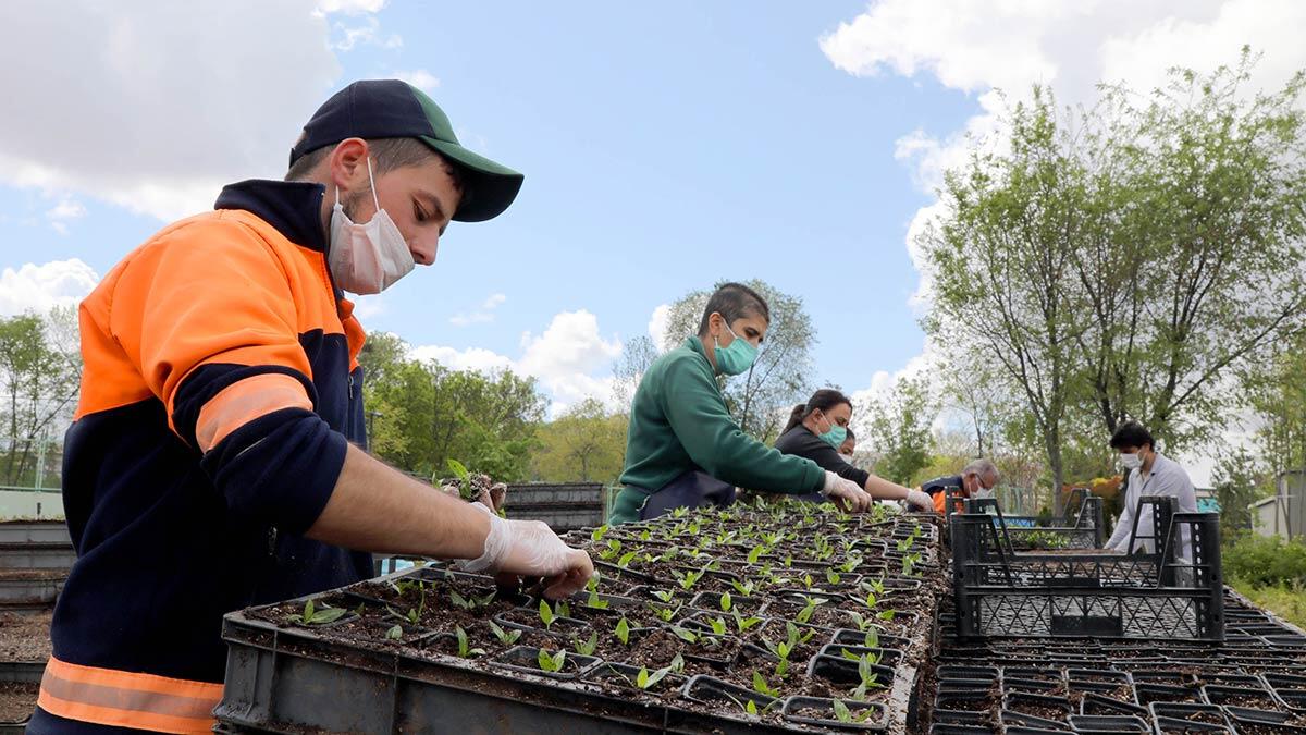 Çankaya'ya bahar geldi, baharın gelmesiyle birlikte, Uğur Mumcu Parkı içinde kendi seralarında ürettiği çiçekleri park ve yeşil alanlara dikmeye başladı.