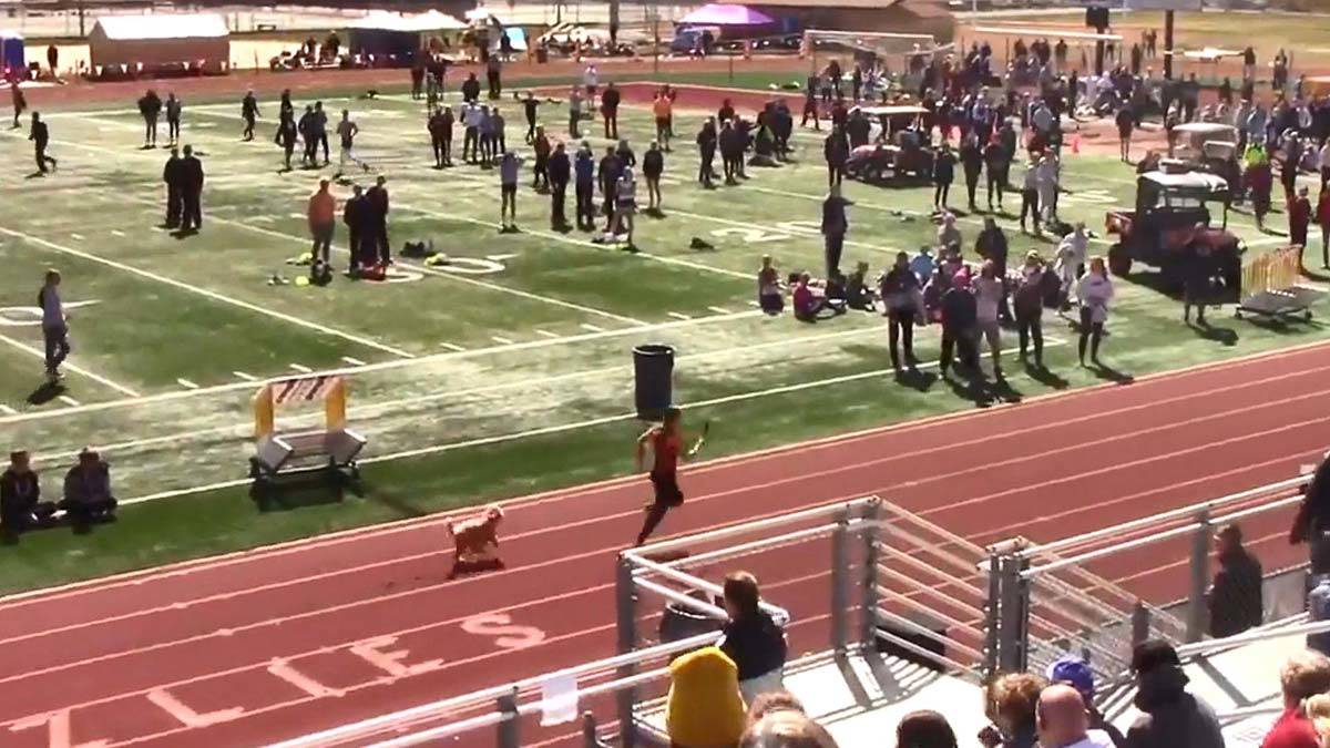 Tribünden atlayan köpek yarışı önde bitirdi