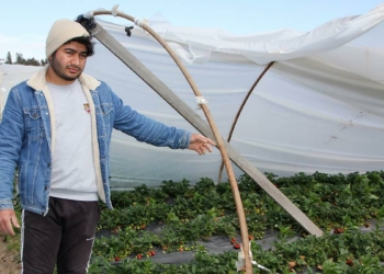 Antalya'da fırtına; seraların çatıları uçtu