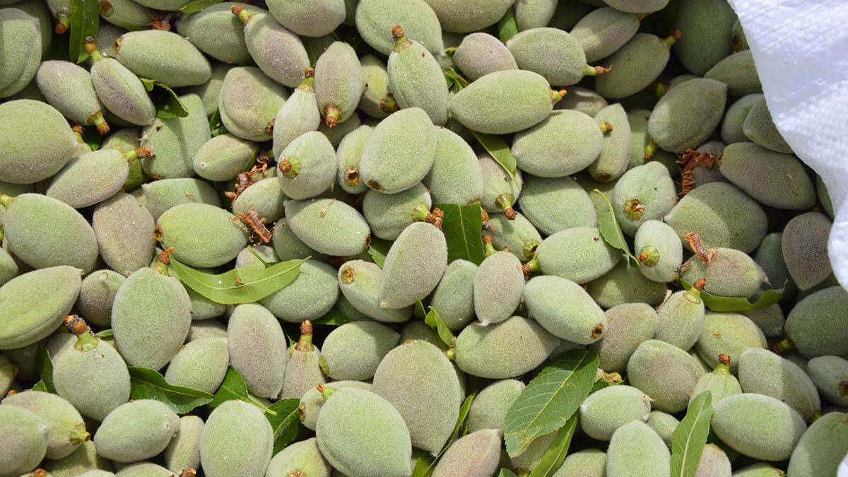 Döşemealtı'nda çağla hasadına başlandı