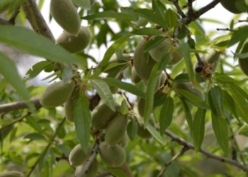 Döşemealtı'nda çağla hasadına başlandı