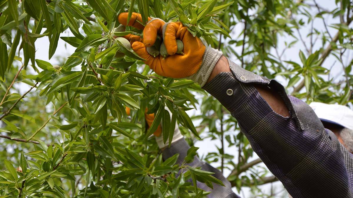 Antalya'nın Döşemealtı ilçesinde çağla hasadına başlanırken, ürünler, iç pazarın yanı sıra Avrupa ülkelerine de ihraç ediliyor.