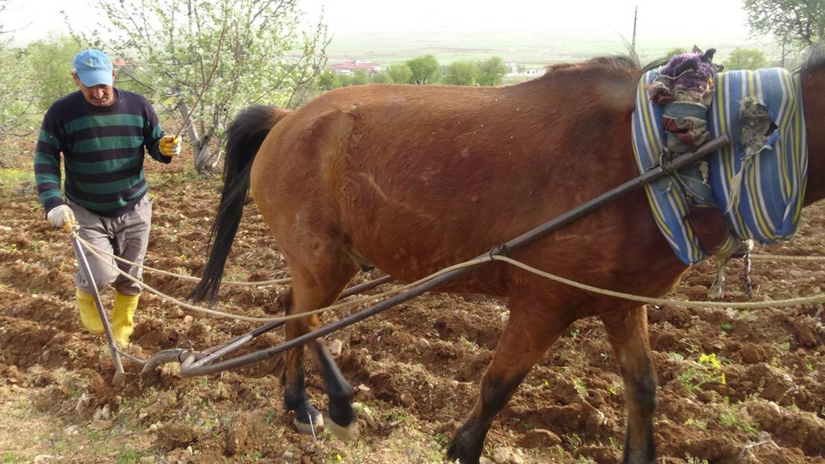Engebeli tarlalar atlı sabanla sürülüyor