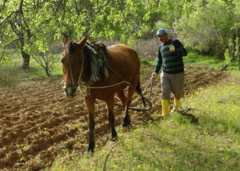 Engebeli tarlalar atlı sabanla sürülüyor