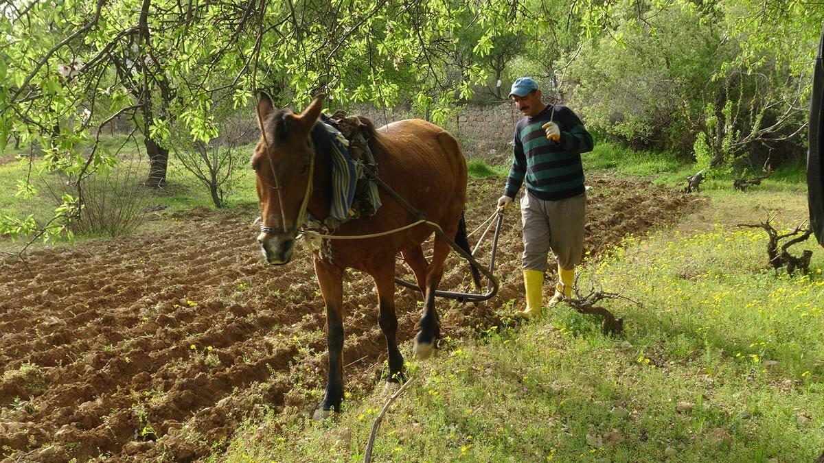 Engebeli tarlalar atlı sabanla sürülüyor