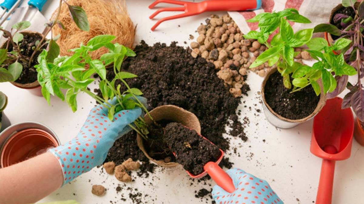 Evde ya da işyerinde çiçek, bitki hatta küçük sebze ve meyveler yetiştirmek, bakımlarını yapmak pandemi süreciyle birlikte son zamanların en dinlendirici uğraşları arasında yer alıyor.