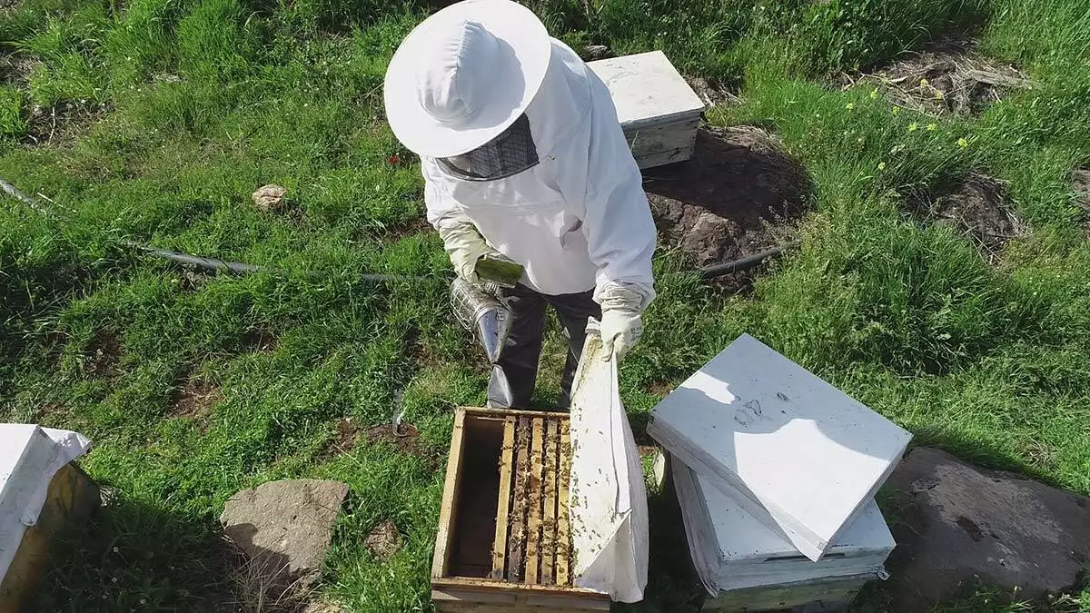 Dicle üniversitesi fen fakültesi biyoloji anabilim dalı öğretim üyesi prof. Dr. Ahmet kılıç, "küresel ısınmayla arılar yiyecek bulamazsa tabiattaki düzen çöker" dedi.