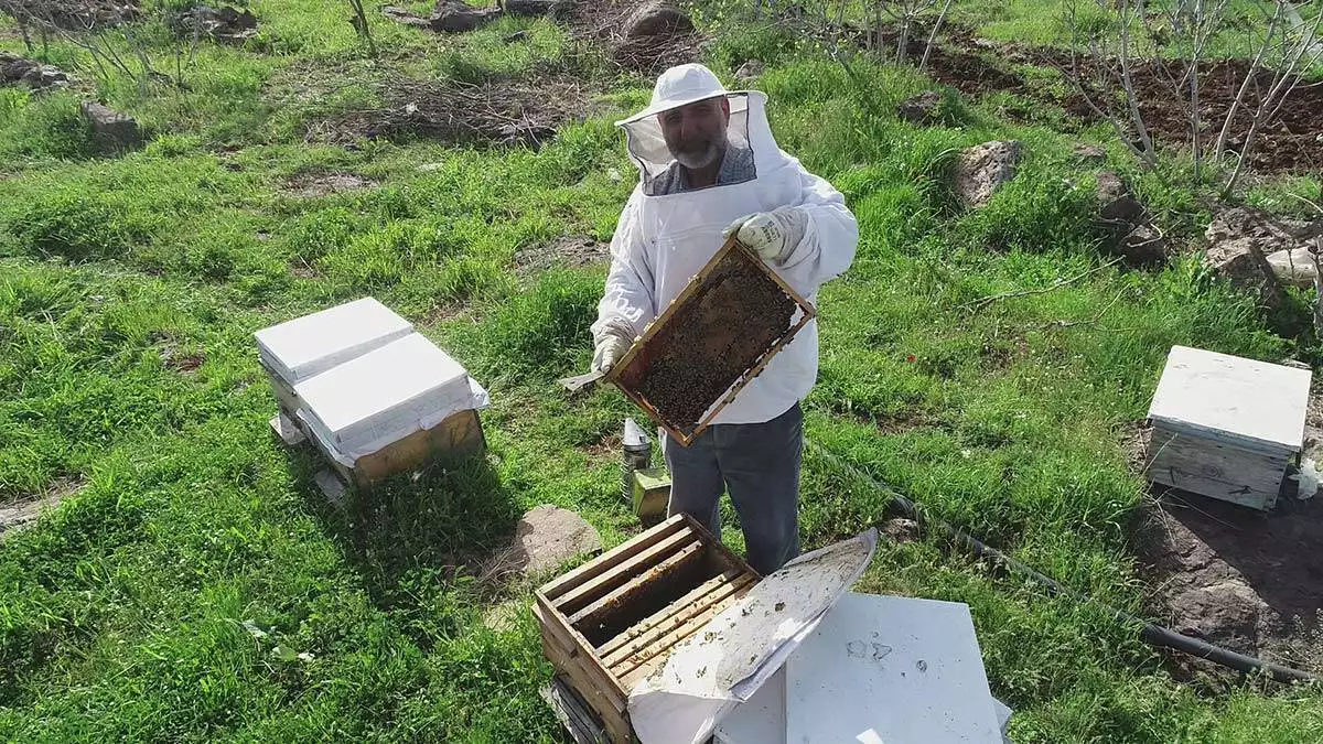 Arılar yiyecek bulamazsa tabiattaki düzen çöker