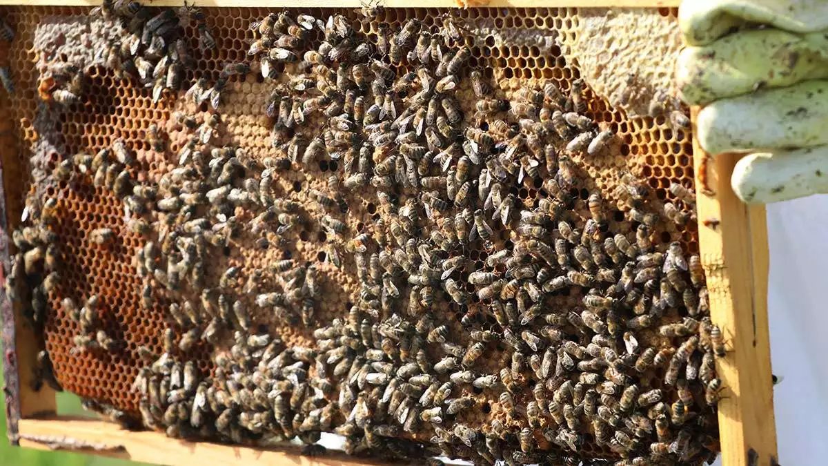 Arılar yiyecek bulamazsa tabiattaki düzen çöker