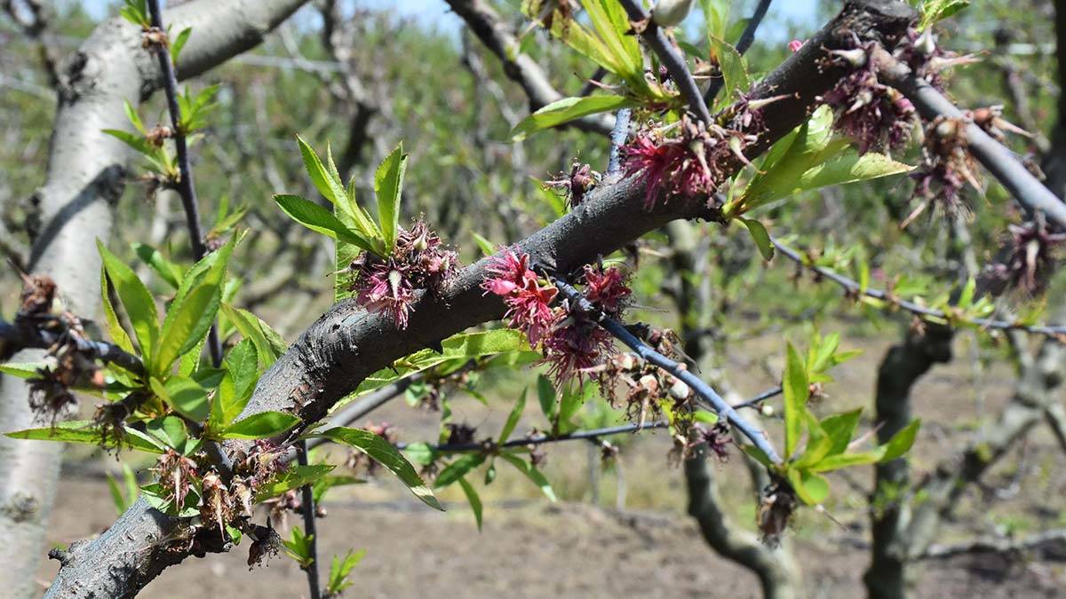 EGE Yaş Meyve ve Sebze İhracatçıları Birliği Başkanı Hayrettin Uçak, ihracatta çok önemsedikleri ürünlerden şeftali ve nektarine ciddi talep olduğunu söyledi.