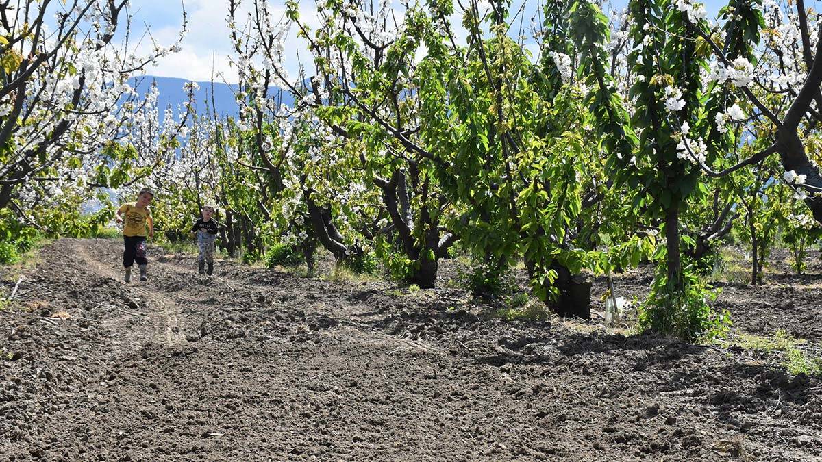 Şeftali ve nektarin bereketi yaşanacak
