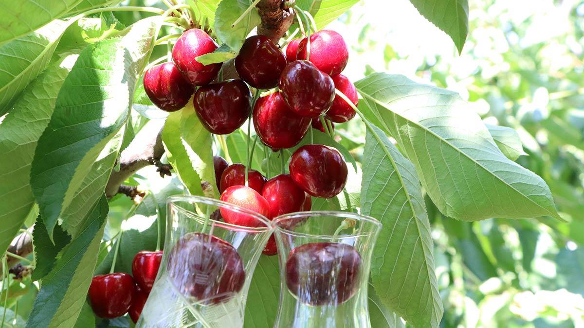 Lapseki Devi cinsi kiraz gün sayıyor