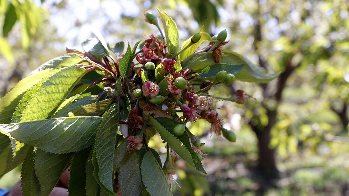 Lapseki Devi cinsi kirazı gün sayıyor