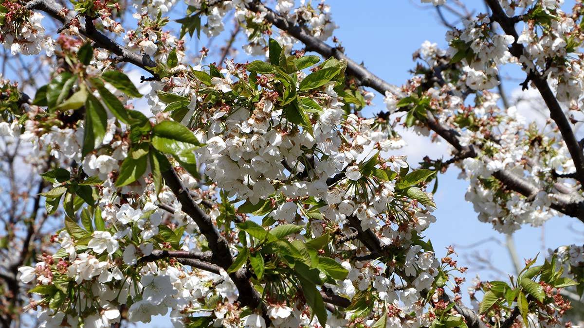 Çanakkale'nin Lapseki ilçesinde yetişen, lezzeti ve çay bardağına sığmayan iriliğiyle meşhur Lapseki Devi cinsi kiraz, tüketiciyle buluşmak için gün sayıyor.