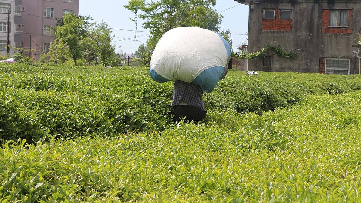 Doğu Karadeniz’de Rize, Trabzon, Artvin ve Giresun'daki 830 bin dekar alanda 1 milyon üretici aile tarafından yapılan yaş çay üretiminde hasat dönemi yaklaşıyor.