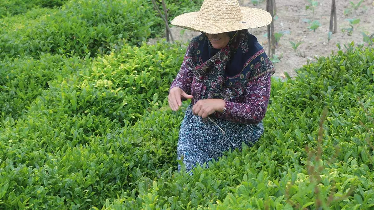 Üreticinin çay göçü hız kazandı