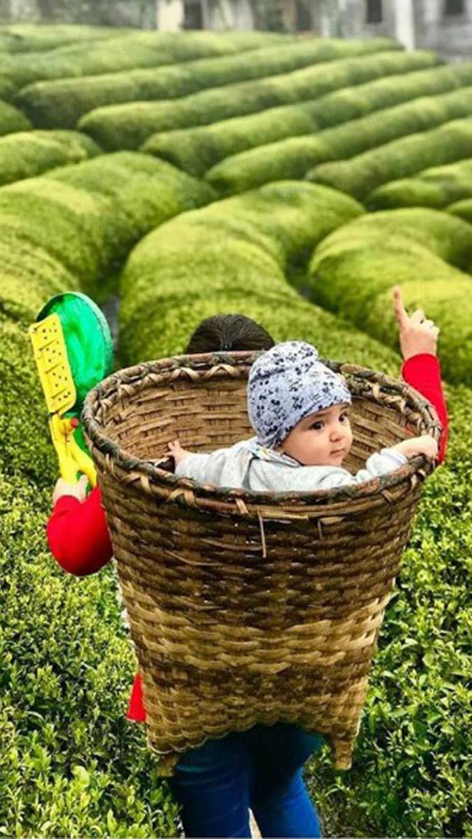 Çay tarımında 83 yıl sonra değişim başlıyor