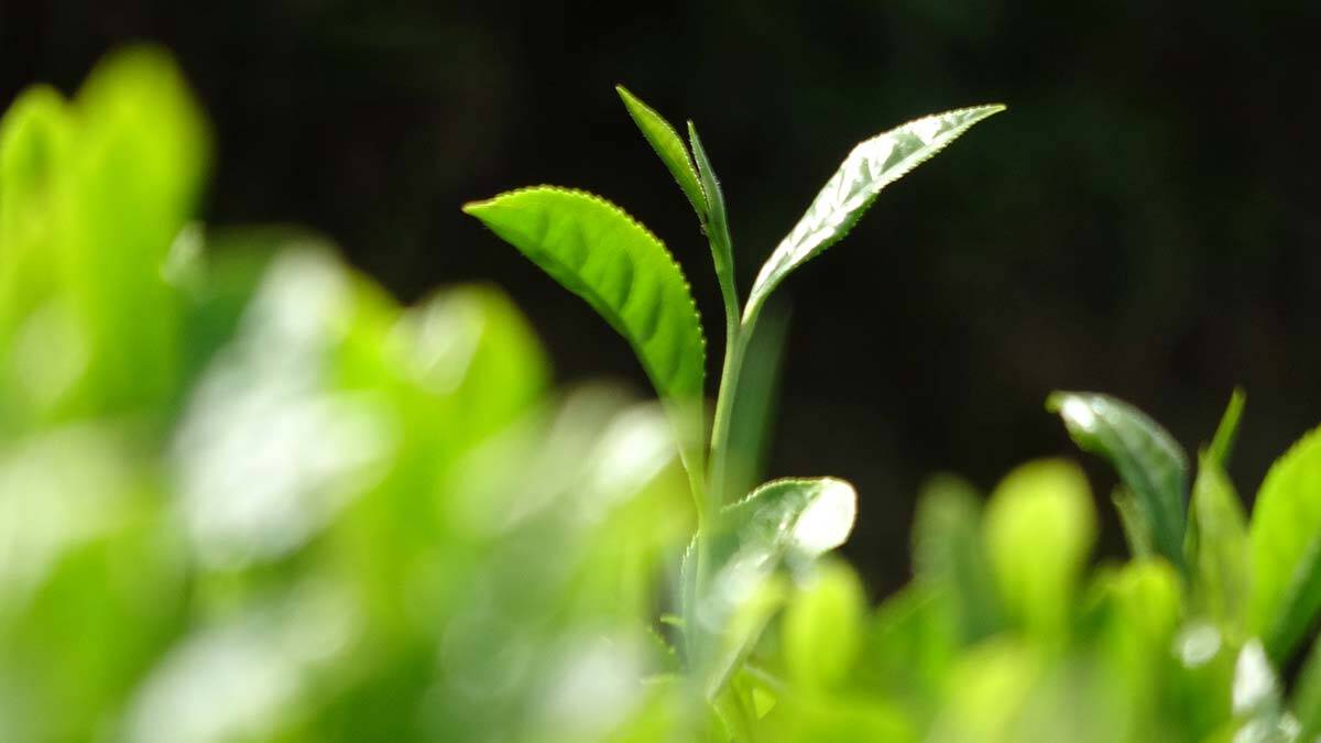 Türkiye’de, 1938 yılında üretimine başlanan ve 830 bin dekara yayılan çay tarımında 83 yıl sonra değişim ‘Çay Bahçelerinin Rehabilitasyonu’ projesi hazırlandı.