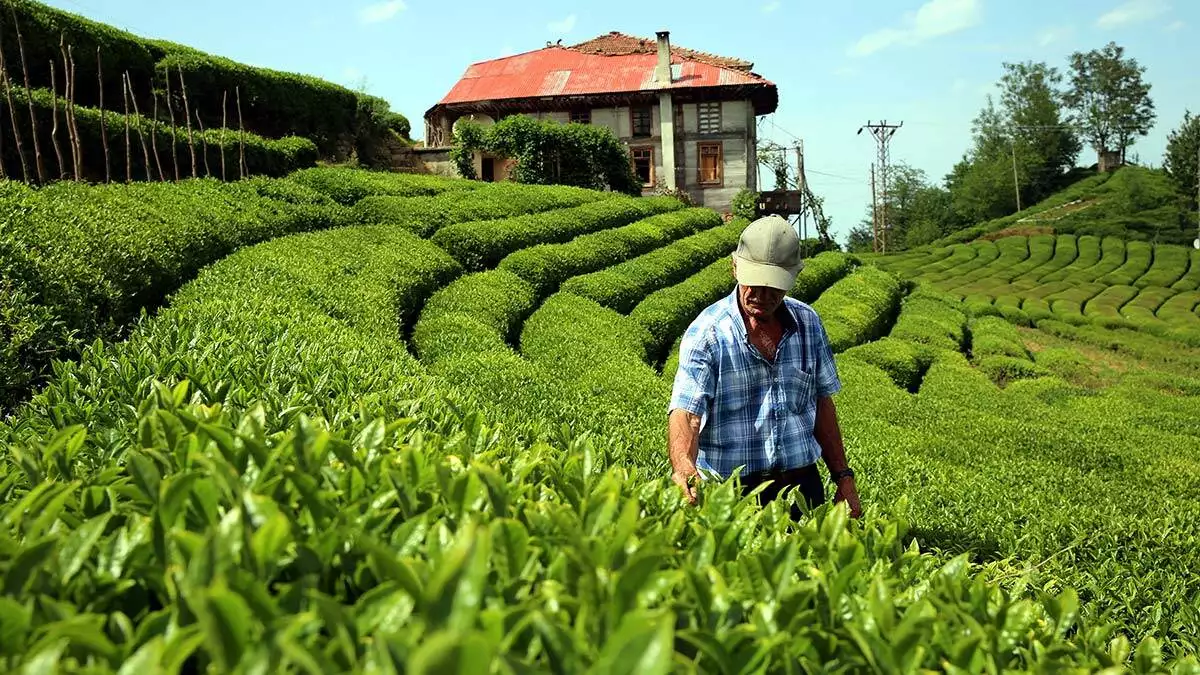 Proje kapsamında 83 yıl sonra ekonomik ömrünü tamamlayan çay bahçeleri, nitelikli fidanlarla yenilenecek, çayda kalite ve verim artırılacak.
