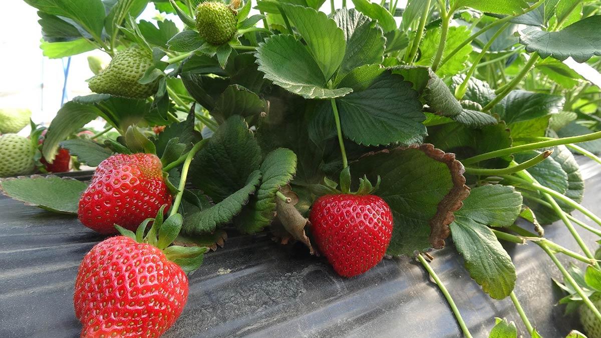 Çileğin en çok üretimi yapılan İncirliova'da sezon başladı. Kilosu kalitesine göre, 9-11 liradan satılan çilek üreticileri sezondan memnun.