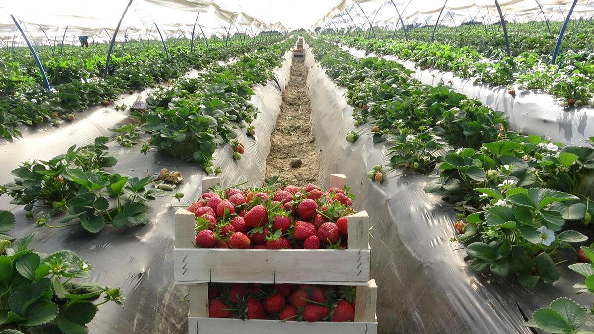 Aydın'ın İncirliova ilçesinde, 600 dekar alana ekilen çileğin hasadına başlandı. Bir kısmı ihracata giden bir kısmı da iç piyasaya kilosu kalitesine göre, 9- 11 liradan satılan çilek üreticileri, sezondan memnun olduklarını söyledi.