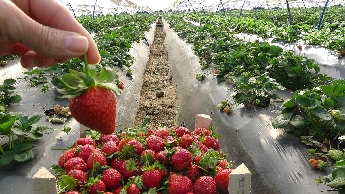 Çilek üreticileri sezondan memnun