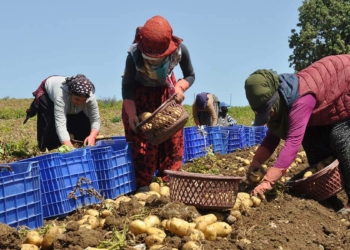Datça'da patates üretimi tam kapanmada sürüyor