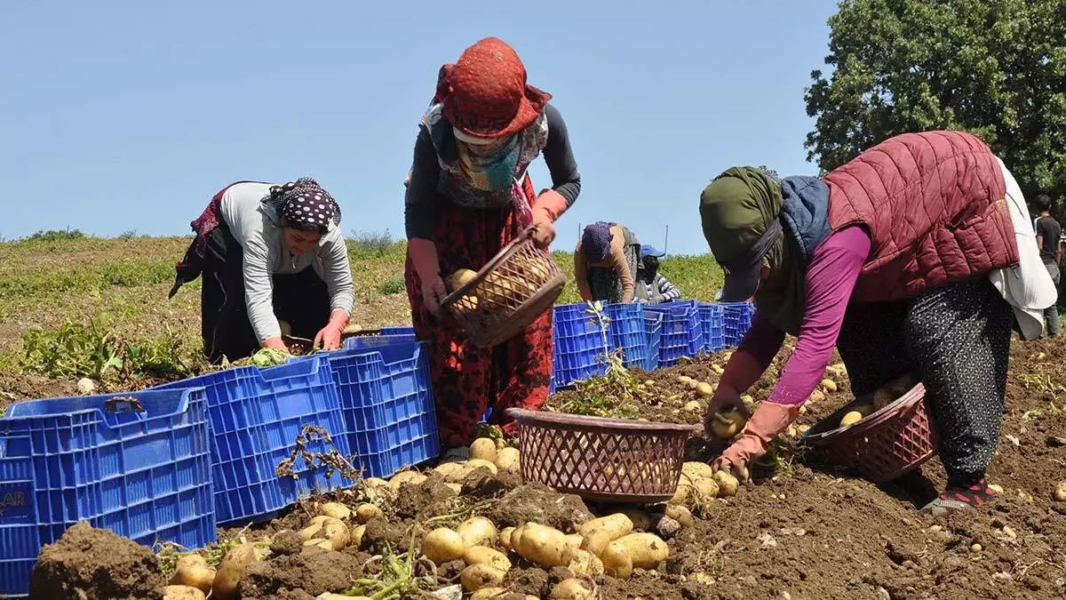 Datça'da patates üretimi tam kapanmada sürüyor