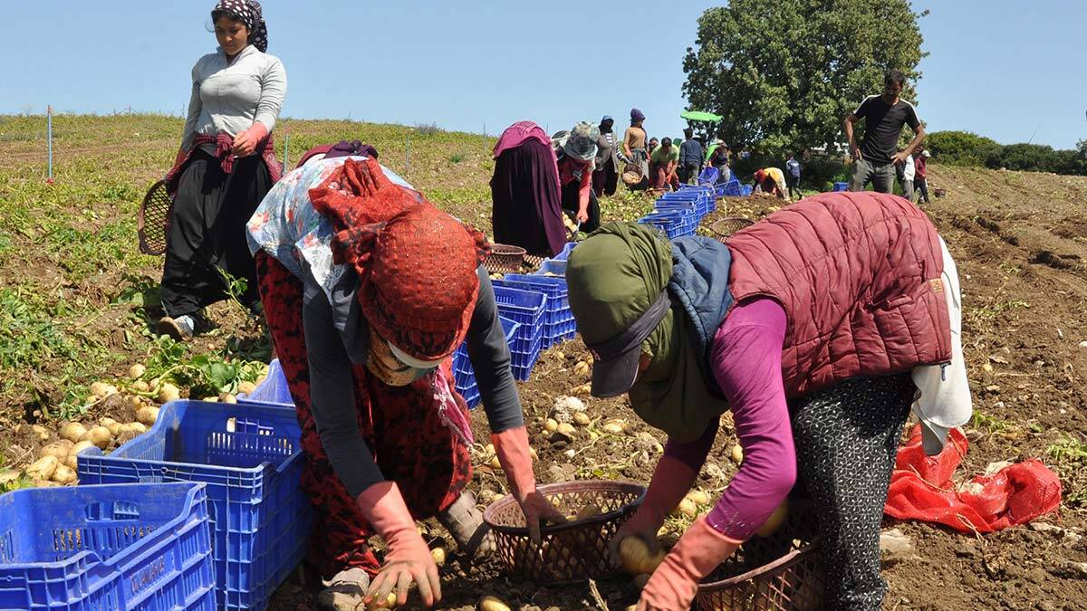 Datça'da patates üretimi tam kapanmada sürüyor