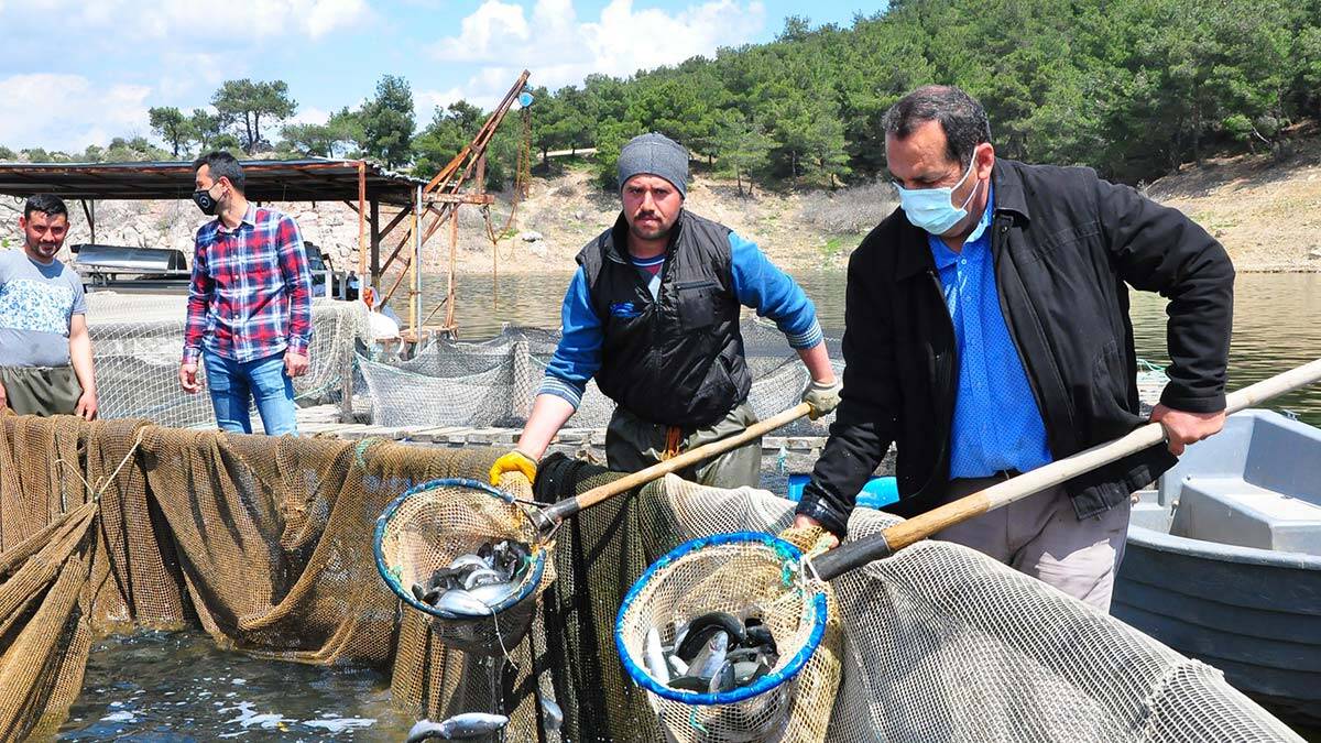 Denize kıyısı olmamasına rağmen Türkiye'de önemli yere sahip olan Manisa'nın baraj göletlerinde yetişen balıklar, Avrupa başta olmak üzere dünya sofralarını lezzetlendiriyor. Tarım ve Orman Bakanlığı desteği ile alabalığa karşı ilginin her geçen yıl arttığı Manisa'da, baraj göletlerinde kurulan tesislerde geçen yıl 838 ton alabalık, 160 ton aynalı sazan yetiştirildi.