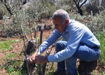 Derik zeytin ağaçları aşılanıyor