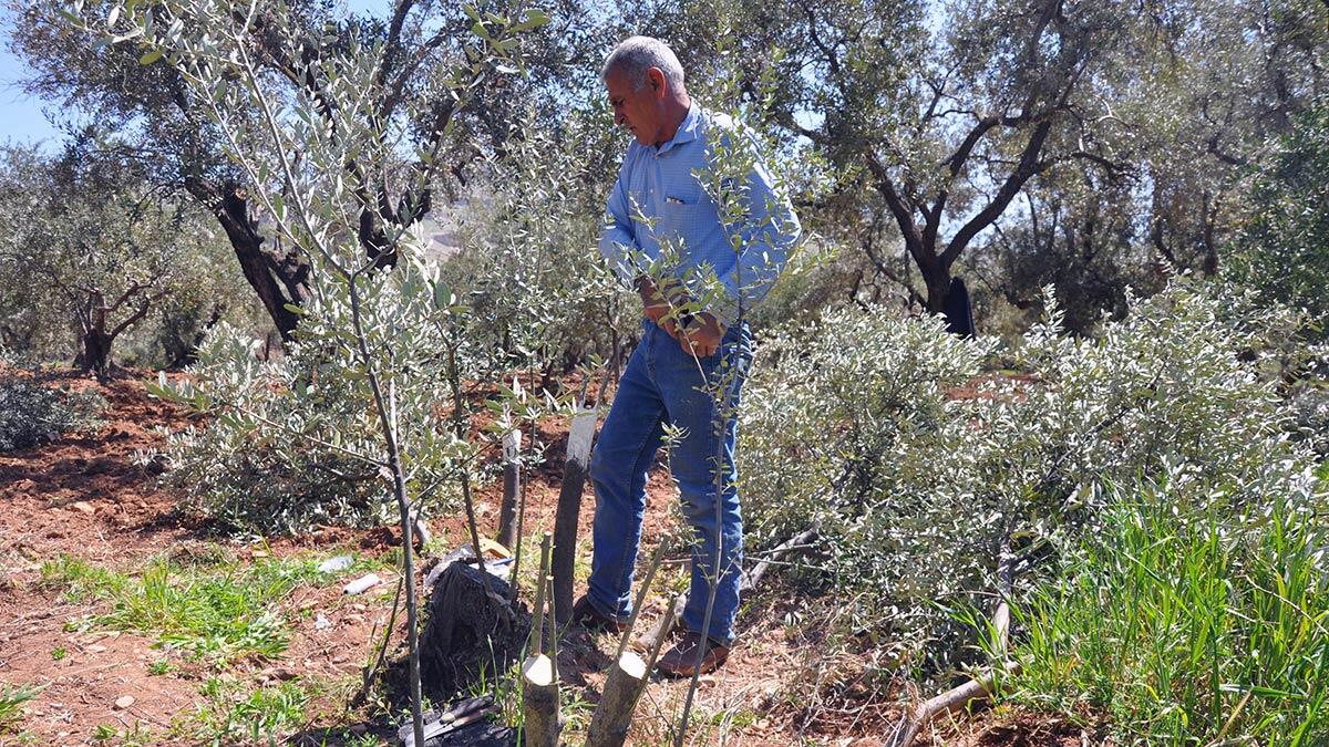 Derik zeytin ağaçları aşılanıyor