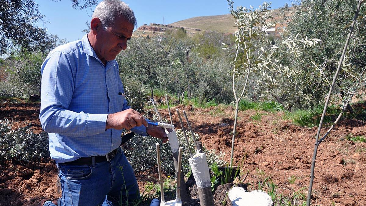 Mardin'in Derik ilçesinde, Deriklilerin geçim kaynağı ünü dünyaca bilinen Derik zeytin ağaçlarını aşılama çalışması başlatıldı.