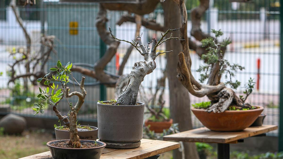 Antalya'da, doğadan topladığı tahta parçalarıyla heykeller yapan Adnan Ceylan, pandemi nedeniyle çalışmalarını evinin bahçesinde sürdürüyor.