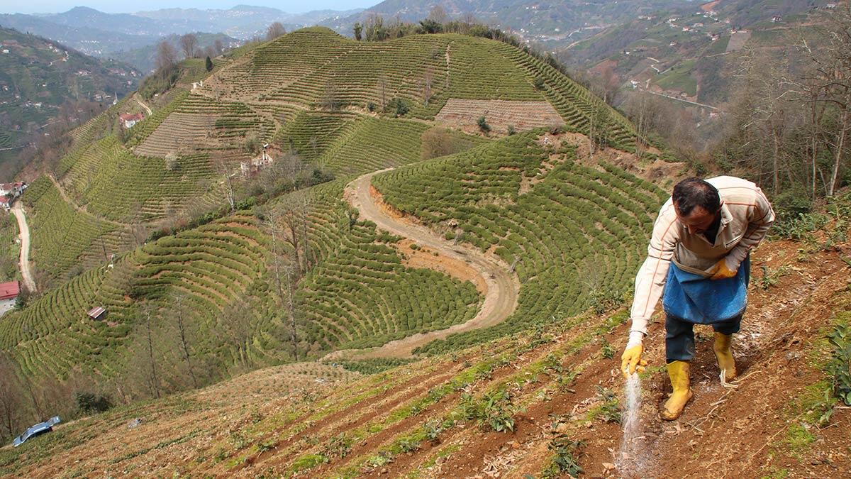 Doğu Karadeniz'de yaş çay tarımı öncesi bahçelerinde gübreleme ve bakım yapan çay üreticileri kısıtlamadan muaf tutuldu.
