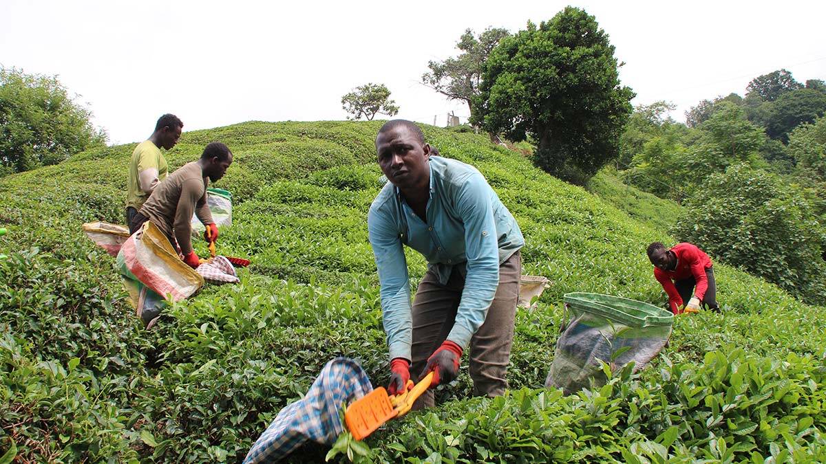 Çay işçisinin göçü başladı, uyarı geldi