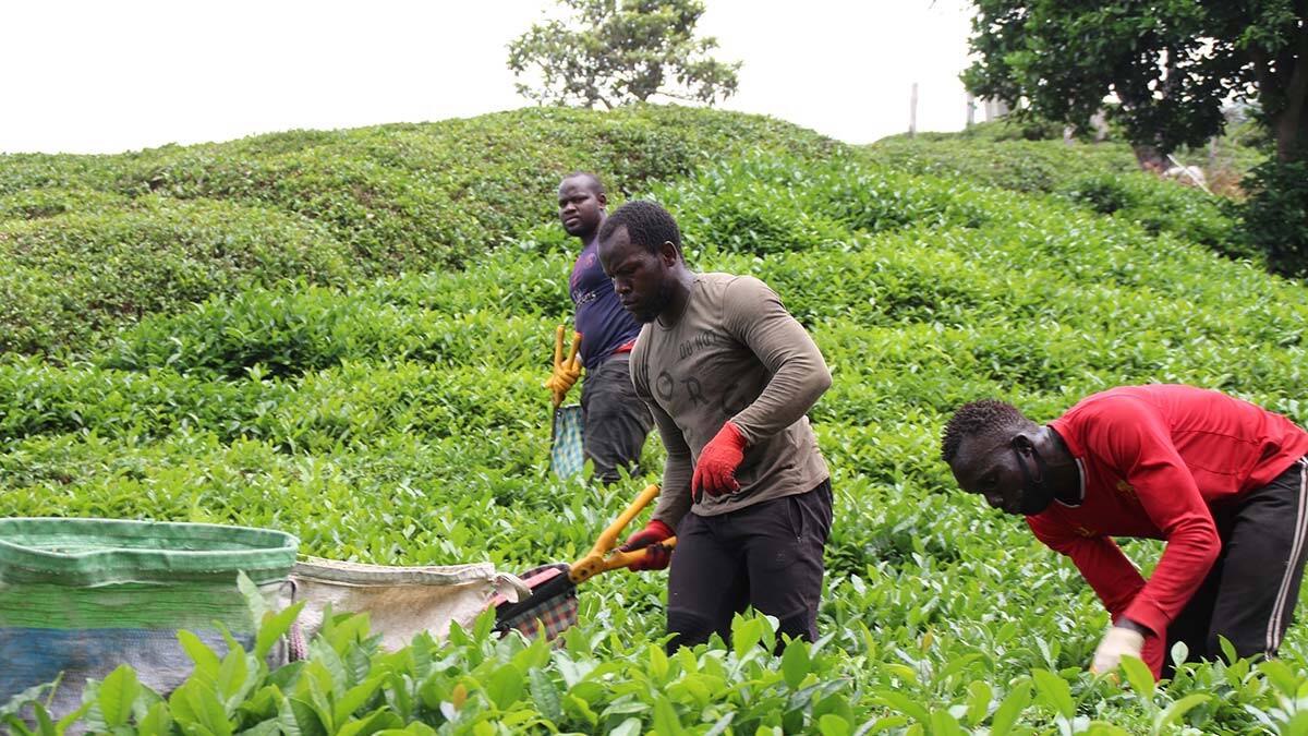Türkiye’de yaşayan, aralarında Afganistan ve Senegal uyrukluların da olduğu işçiler de bölgeye geliyor. Türkiye’ye yasa dışı yollarla girip bölgeye gitmeye çalışan ya da çalışma izni olmayanlara ise izin verilmiyor.
