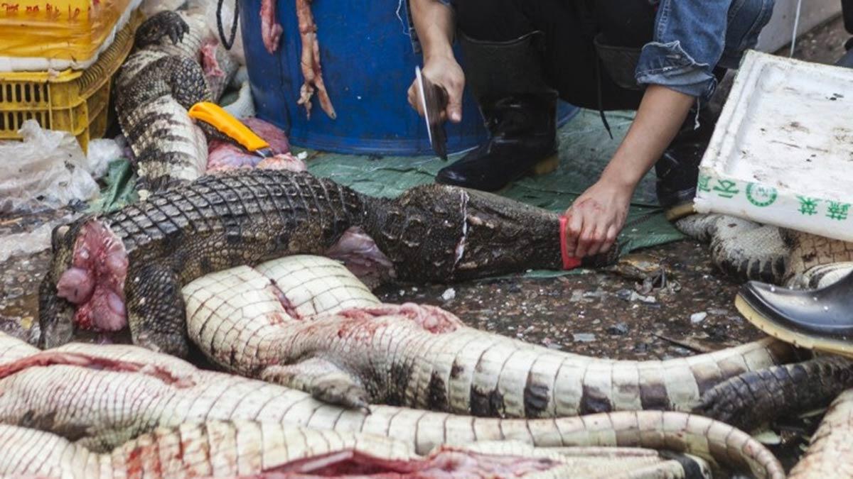 Canlı hayvan pazarlarını kapatın