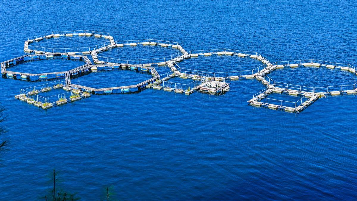 2022 yılı Balıkçılık ve Su Ürünleri Yılı ilan edildi