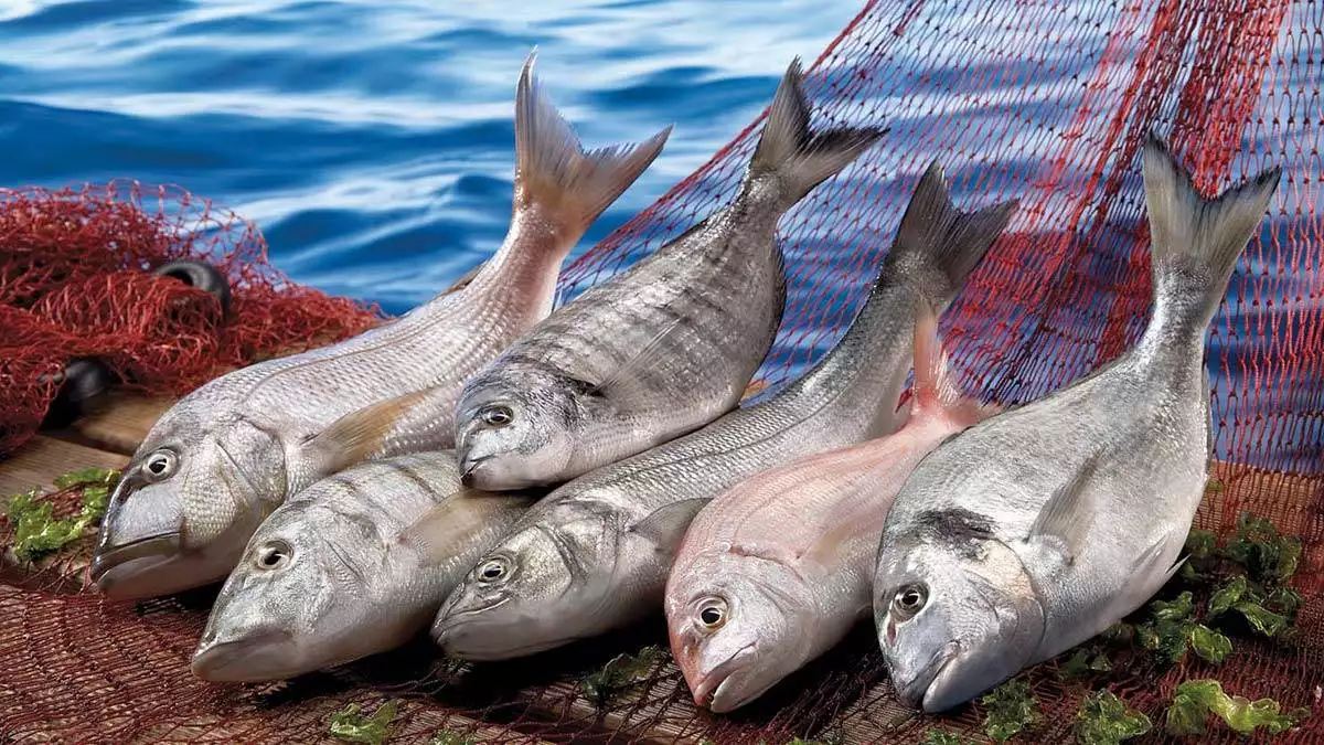 2022 yılı balıkçılık ve su ürünleri yılı ilan edildi