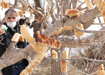 Kuşlar için rızık ağacına ekmek astı