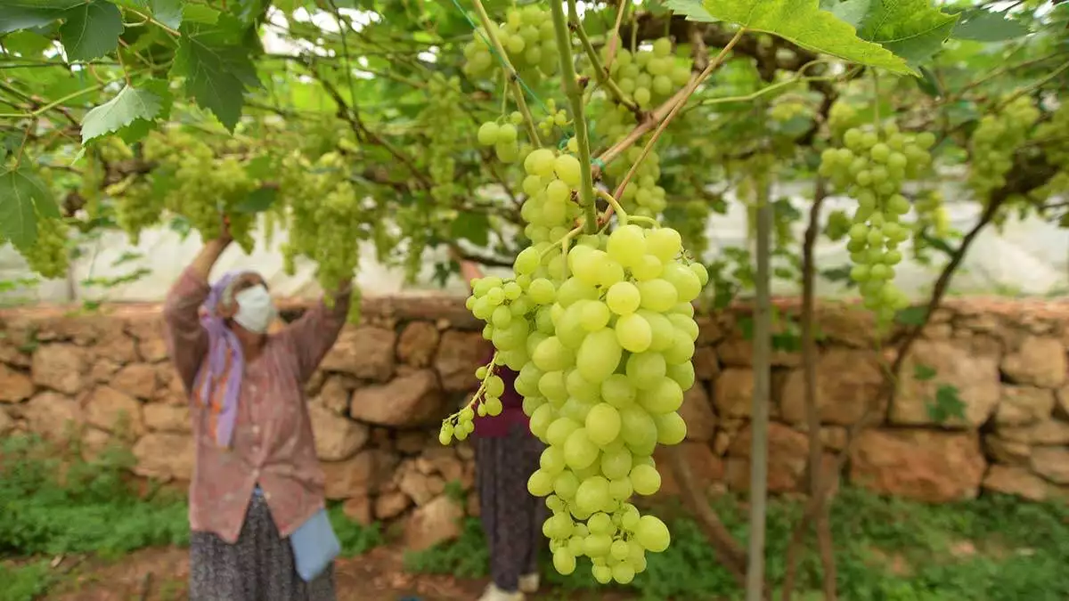 Mersin'in erdemli ilçesinde serada yılın ilk erkenci üzüm hasadı yapıldı. Üreticisinin yüzünü güldüren üzümün kilosu 50 tl'den alıcı buluyor.