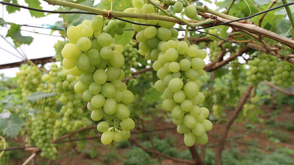 Erkenci üzümün kilosu 50 TL