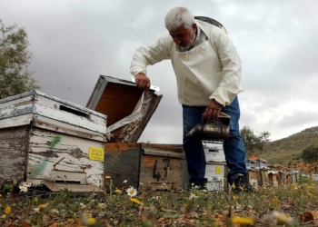 Gaziantep'te bal üretimi 10 yılda 42 kat arttı