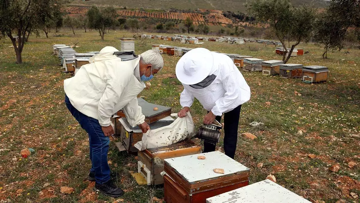 Gaziantep'te arı yetiştiricileri, yeni sezonda bal üretimi için hazırlıklarını bitirdi. Kovan temizliği, suni oğul yöntemi ile arı sayısı artırmaya yönelik çalışmalar yapan üreticilerin doğaya saldığı işçi arıların çalışmasıyla temmuz ayında bal hasadı gerçekleştirilecek.