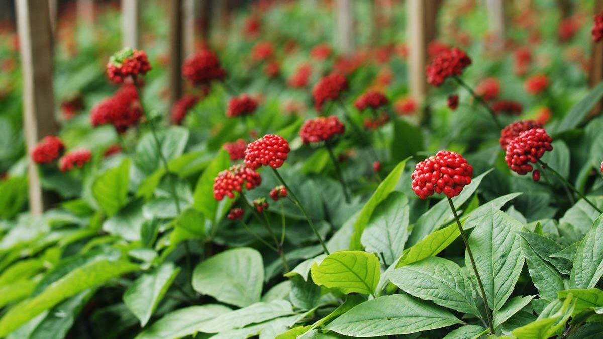Ginseng koronavirüse karşı korur