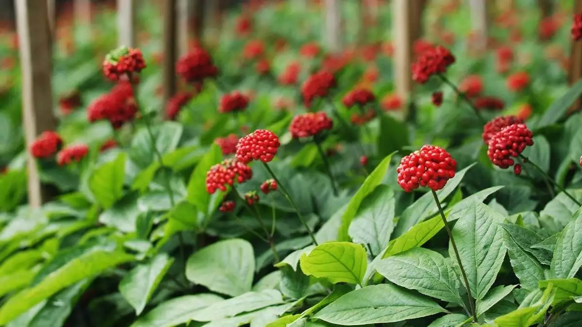 Ginseng koronavirüse karşı korur